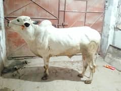 Fateh Jang bull