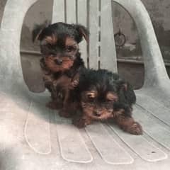 yorkshire terrier