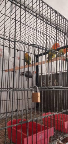 opline green parrot