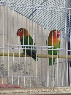 Fischer's Love birds pair for sale with new cage