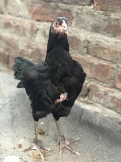 Bhi