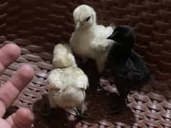 1 black Ayam cemani 2 white ayam cemani