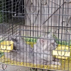 parsian