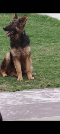 German Shepherd double Coat