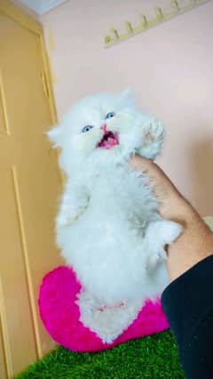 Pairsian kitten for sale