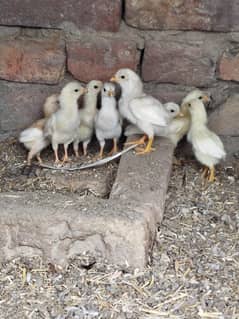 High Quality Big size Aseel Heera Chicks for sale