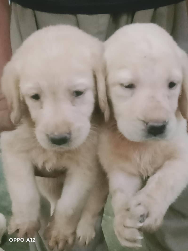 American Labra | Puppies | Labrador | Dog | Labra Puppy | Golden Labra ...