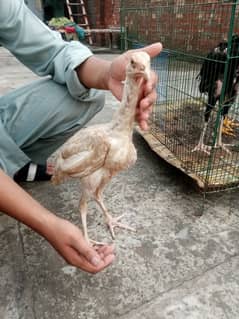 3 Shamo chick white & blue