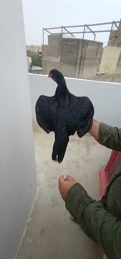 Aseel Mushka Lasan / Amroha