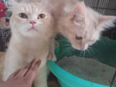 Persian Cats Pair