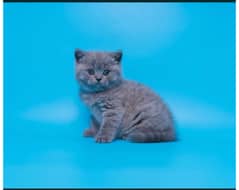 British shorthair