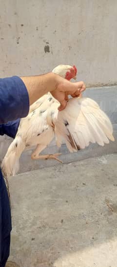 Cheena patha watsap 03132387208