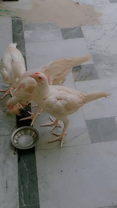 Pure Hira aseel chicks for sell 3800 pr piece