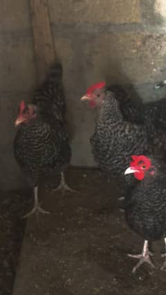 ply mouth rock 1 year and some 14 monthsegg laying serious buyers on