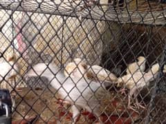 White Aseel Heera Chicks