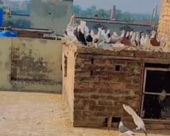 کبوتر 1200 کا جوڈا