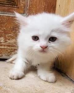 Persian cat | Triple coated| punch Face | For sale