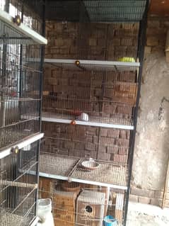 parrot