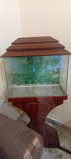 Fish Aquarium