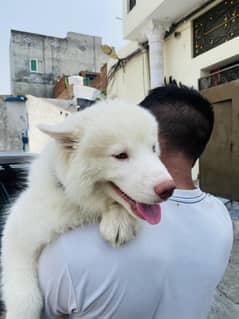 Siberian husky puppy  03224810072