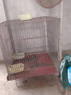 parrot
