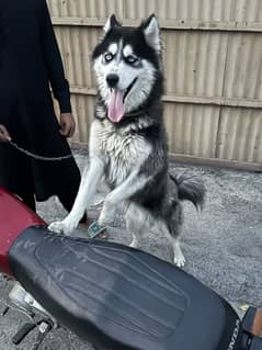 Husky