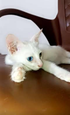 cat selling