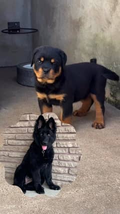 Rottweiler /Black Shepherd Pupies