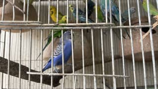 Selling full setup of budgies and some cockatiels