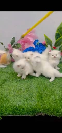 blue eyes white Persian kitten|Triple long coat |WhatsApp. 03250387943