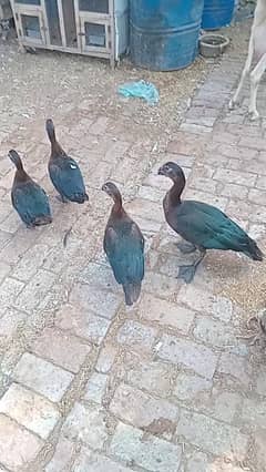 muscovy