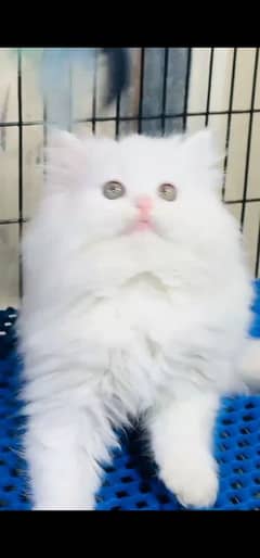 blue eyes white Persian kitten|Triple koted 03234414509 WhatsApp