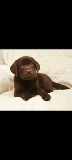 Labradoor chocolate female puppy for sale