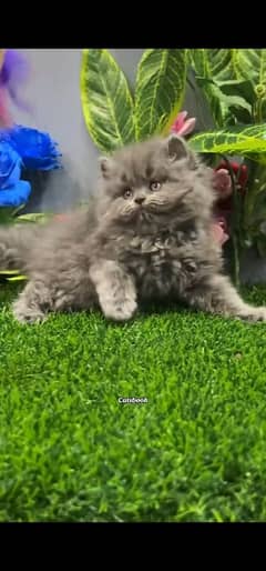 blue eyes white Persian kitten|Triple koted 03234414509 WhatsApp