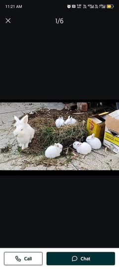 English Angora Rabit Nasal Jora for sale