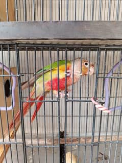 sun conure & pineapple confirm breeder  pair available