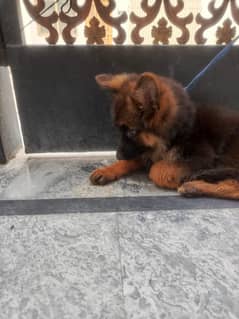 quality pupps long coat