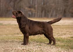 chocolate Labrador Pedigree mail meetings available