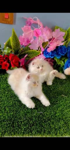 blue eyes white Persian kitten|Triple koted 03234414509 WhatsApp