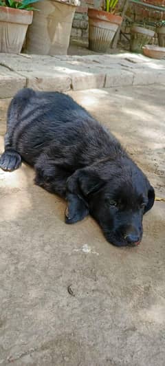 Black colour labara  dog baby