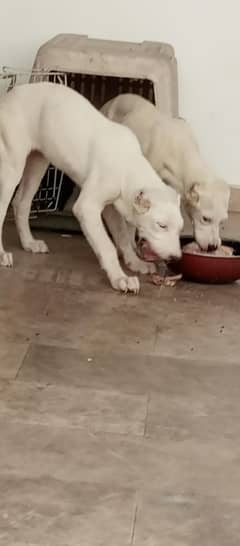 female Alalbai pups for sale