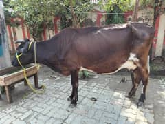 Jersey cross cow