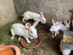 White red eyes rabbits breeder pair with babies