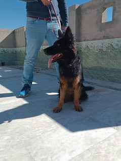 German Shepherd dog(Female)