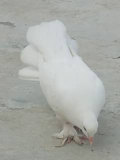 lucky pigeon