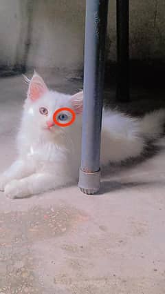 Persian cat for sale