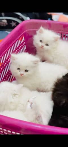 blue eyes white Persian kitten|Triple koted 03234414509 WhatsApp
