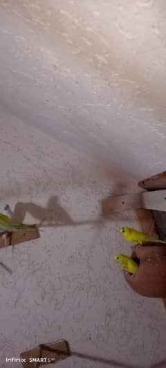 Austrian bajri breeds Pair For Sale  14-Pair Rs-1000 Price Up / Down