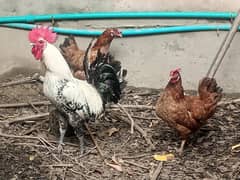 Golddn Misri hen pair for sale .