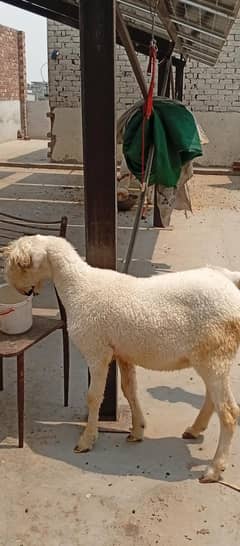 Mundra chatra female available for sale